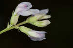 Englemann's milkvetch